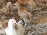 Chickens — फ़ोटो 5