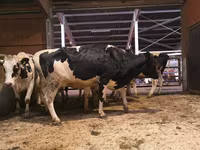 Kuh, Holstein-Rasse — Foto 1