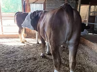 Kuh, Latvian Blue cattle — Foto 3