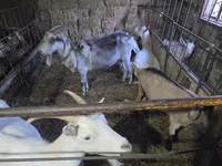 Ziege, Saanen goat — Foto 1