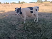 Kuh, Holstein-Rasse — Foto 3