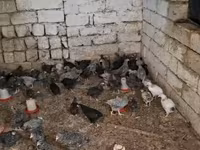 Chickens — 照片 2