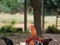 Chickens — 2-rasm