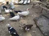 Ducks — 6-rasm