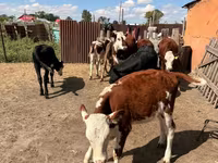 أبقار (دفعة، الجنس غير محدد), Swiss cattle — الصورة 3