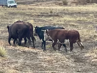 ثور, Swiss cattle — الصورة 8