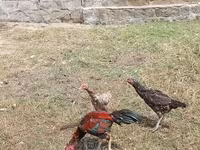 Chickens — الصورة 5