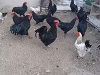 Chickens — Foto 3