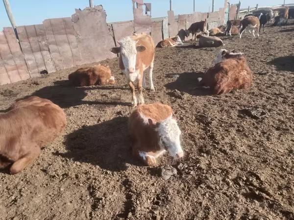 Kuh, Latvian Blue cattle