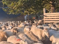 أغنام (دفعة، الجنس غير محدد), الأغنام — الصورة 2