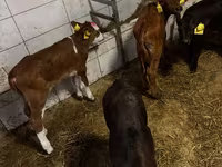 公牛, Cattle — 照片 3