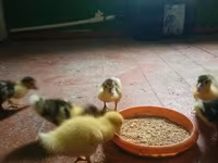 Ducks — Foto 1