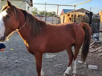 Aygʻir, Kazakh horse — 3-rasm