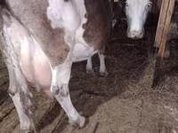 بقرة, Simmental cattle — الصورة 1