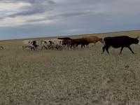 بقرة, Latvian Blue cattle — الصورة 4