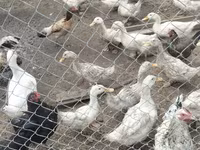 Ducks — photo 3
