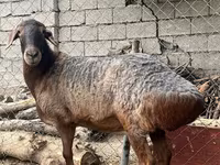 Carnero, Edilbay sheep — foto 1