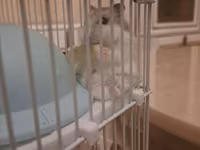 Cırtdan hamsterlər və tam dəst qəfəs satilir Sevimli və mehriban — الصورة 1