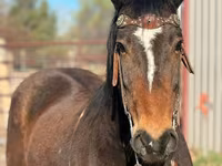 At, Mustang — foto 3