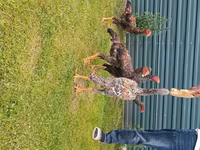 Chickens — 1-сурет