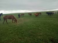 Yegua, Kazakh horse — foto 8