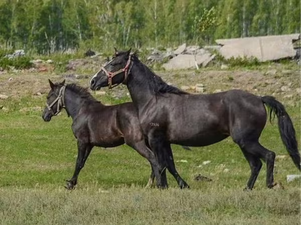 Stute, Altai horse