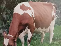 Vaca, Ayrshire — foto 4