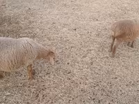 भेड़ें (लॉट, लिंग निर्दिष्ट नहीं), भेड़ — फ़ोटो 1