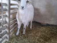 Ziege, Alpine goat — Foto 1