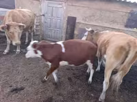 بقرة, Latvian Blue cattle — الصورة 2