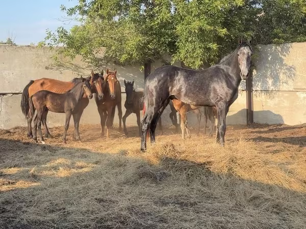 Horse (M), Orlov Trotter