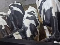 ثور, Russian Black pied cattle — الصورة 7