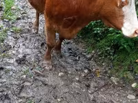 Cow, Cattle — photo 1