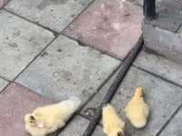 Домашняя мушка — фото 3
