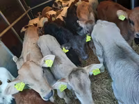 Bulle, Simmental cattle — Foto 2
