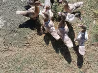 Ducks — 3-сурет