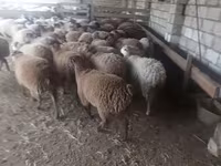 Вівці (партія, стать не вказано), Вівці — фото 2