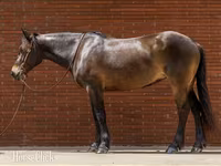 Mare, Friesian — photo 2