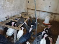 Turkeys — फ़ोटो 1