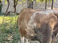 بقرة, Simmental cattle — الصورة 2