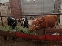 Bulle, Simmental cattle — Foto 2