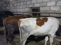 Bulle, Russian Black pied cattle — Foto 3