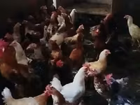 Czech Gold Brindled Hen — photo 1