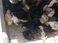 Chickens — Foto 1