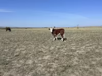 母牛, Kazakh White-headed cow — 照片 5