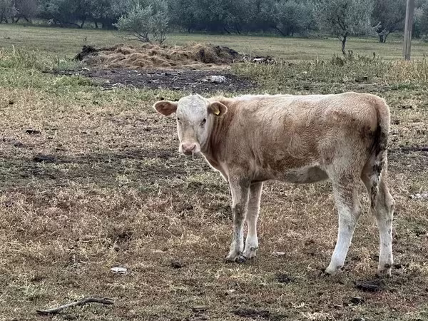 İnək, Simmental cattle