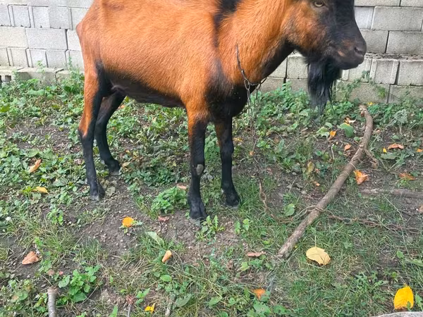 बकरा, Nubian Goat