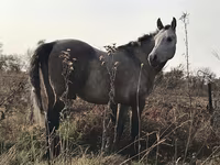 حصان, Arabian horse — الصورة 4