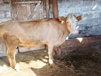 母牛, Latvian Blue cattle — 照片 2