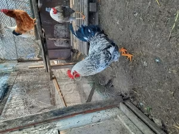 Куры